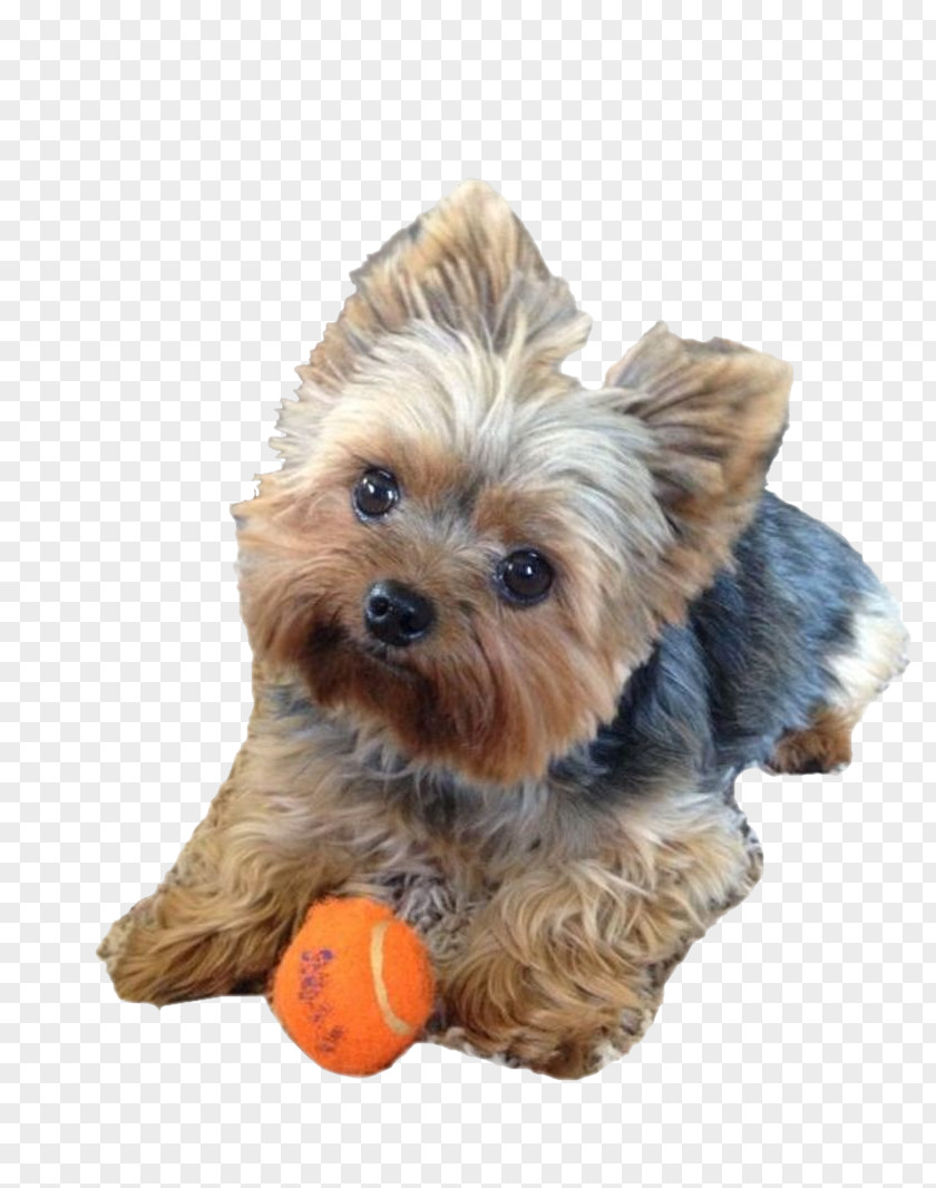 Puppy Yorkshire Terrier Norwich Yorkipoo Hairstyle PNG