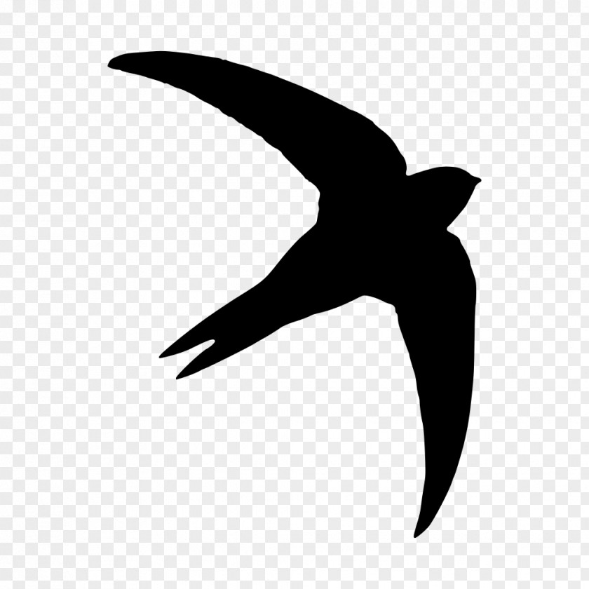 Silhouette Common Swift Photography Bird PNG