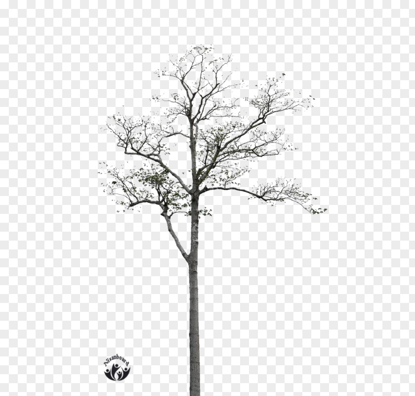 Tree Twig Black And White PNG