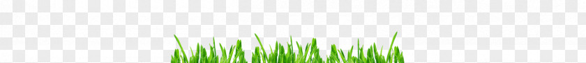 Barley Grass Desktop Wallpaper Grasses Computer Leaf Plant Stem PNG