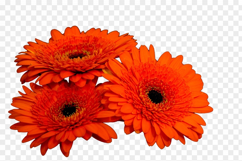 Orange Flower Daisy Family Cut Flowers Transvaal Floristry PNG