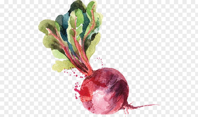Painting Watercolor Beetroot Drawing PNG