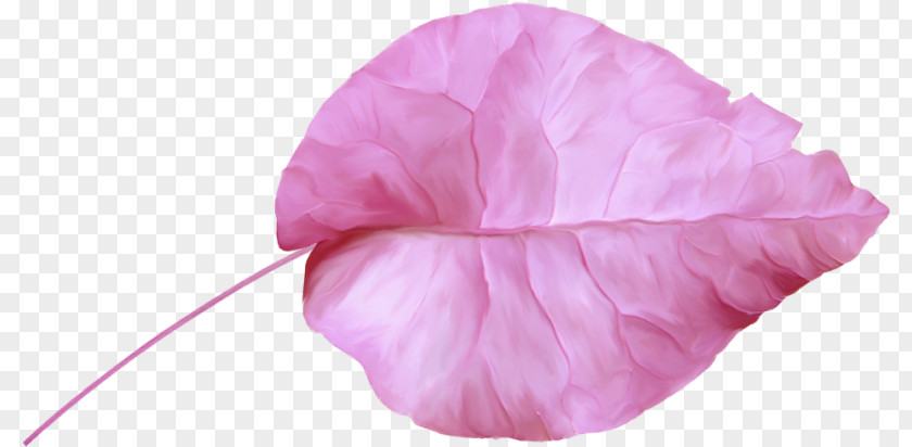 Pink Leaf Petal M Cut Flowers RTV Flowering Plant PNG