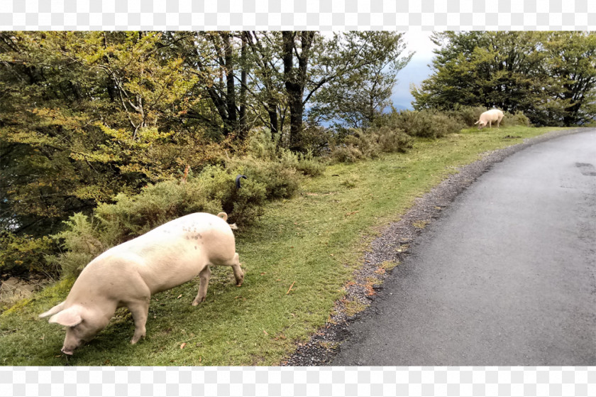 Santiago De Compostela Pig Pasture Fauna Grazing Snout PNG