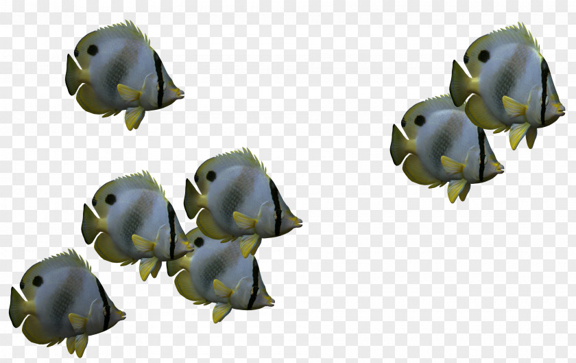 Biological 3d Fish,Cartoon Fish 3D Computer Graphics Icon PNG
