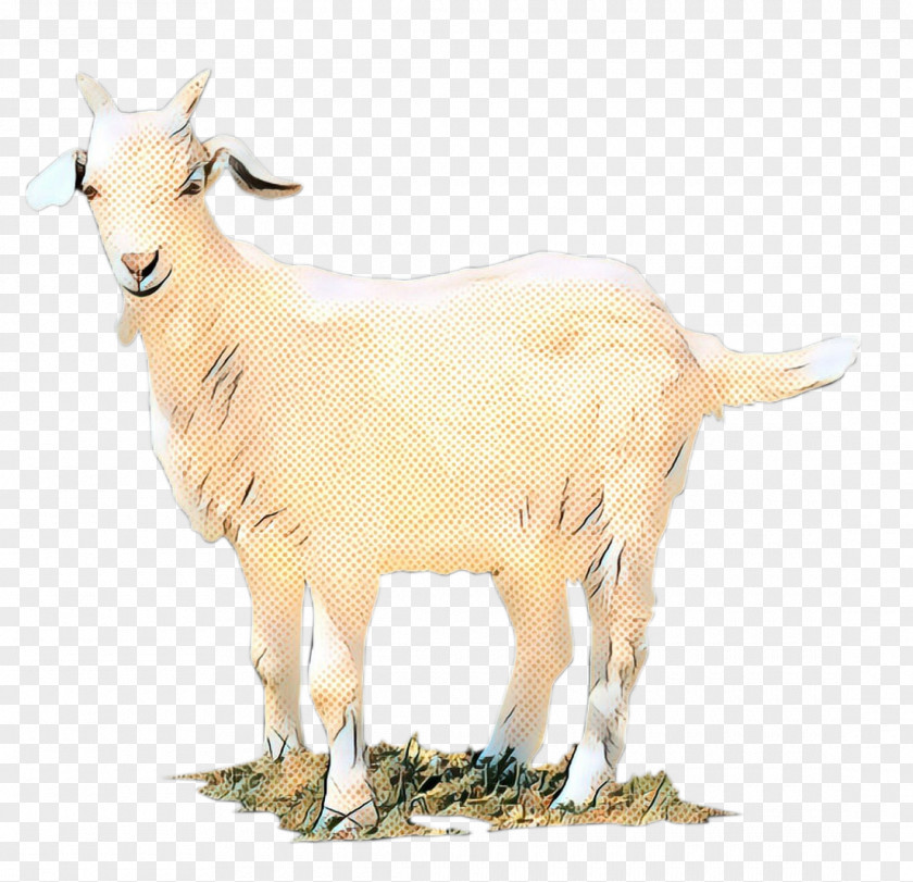 GOAT Sheep Fauna Terrestrial Animal PNG