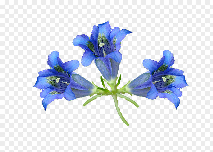 Horizon Bellflower Cut Flowers Gentians PNG