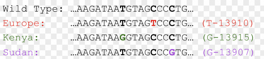 Milk Lactase Single-nucleotide Polymorphism Genetics DNA PNG