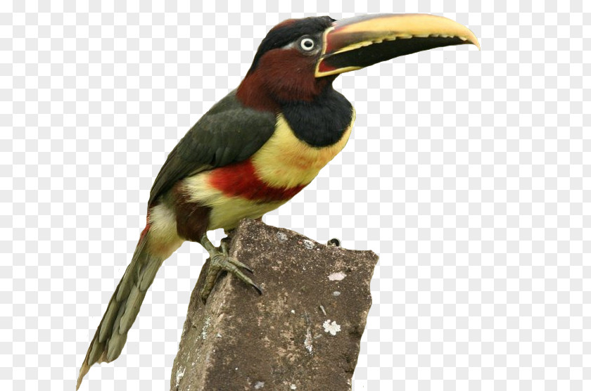 Oiseau Toucan Hornbill Fauna Beak PNG