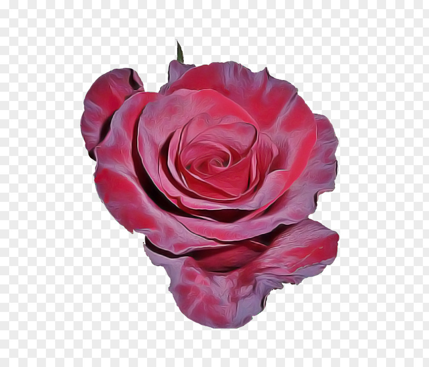 Plant Cut Flowers Garden Roses PNG