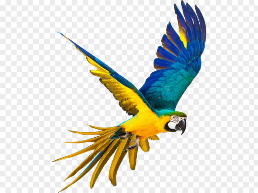 Bird Flying Parrot Stock Photography Macaws PNG
