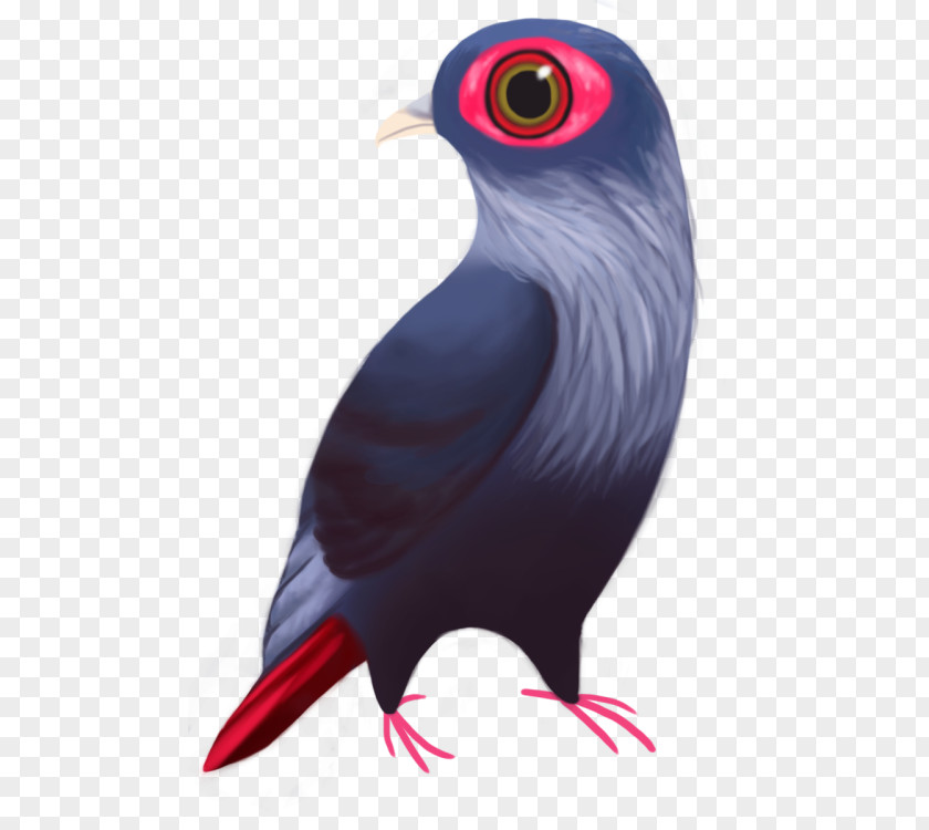 Feather Beak PNG