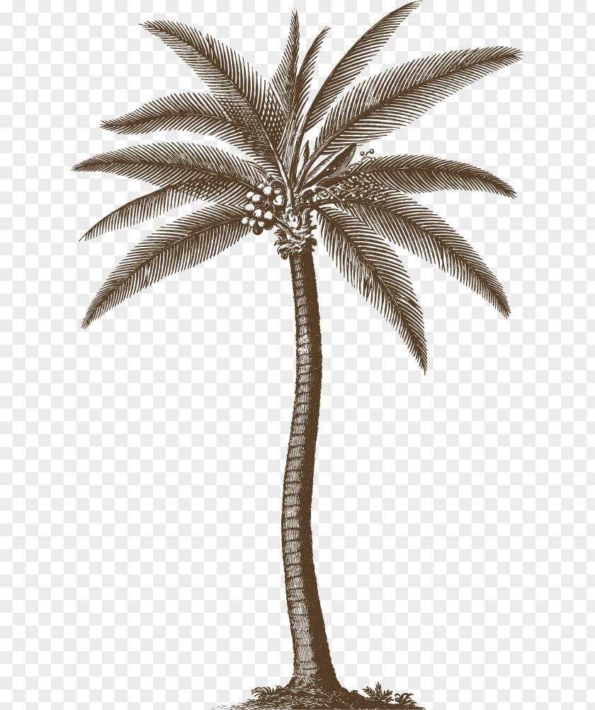 Grey Areca Tree The Natural History Of Barbados Arecaceae Printmaking Picture Frames AllPosters.com PNG