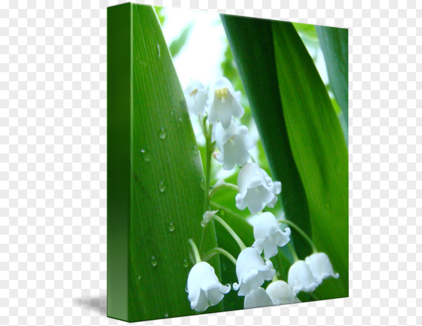 Lily Of The Valley Flower Printmaking Fine Art Work PNG