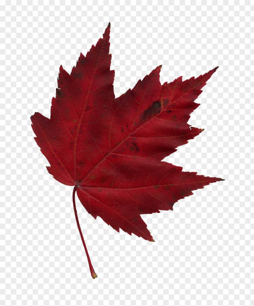 Maple Leaf Japanese Autumn PNG