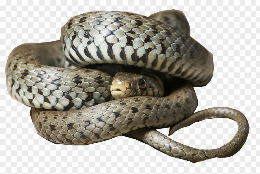 Snake Rattlesnake Maremma Sheepdog Animal Grass PNG