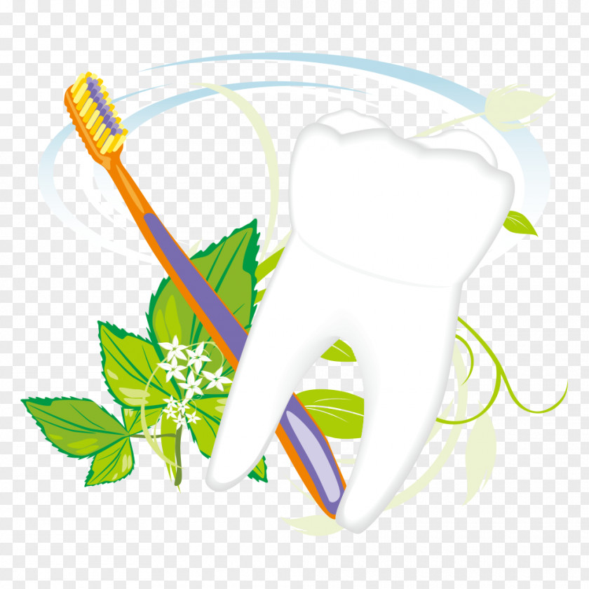 Toothbrush And Tooth Vector Euclidean PNG