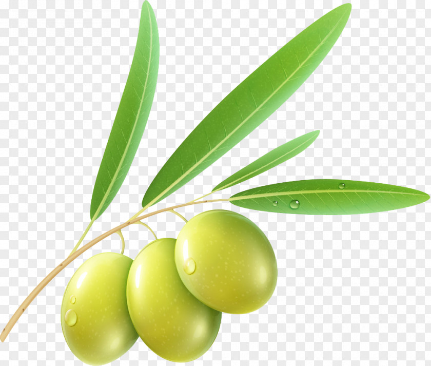 An Olive Stock Photography Clip Art PNG