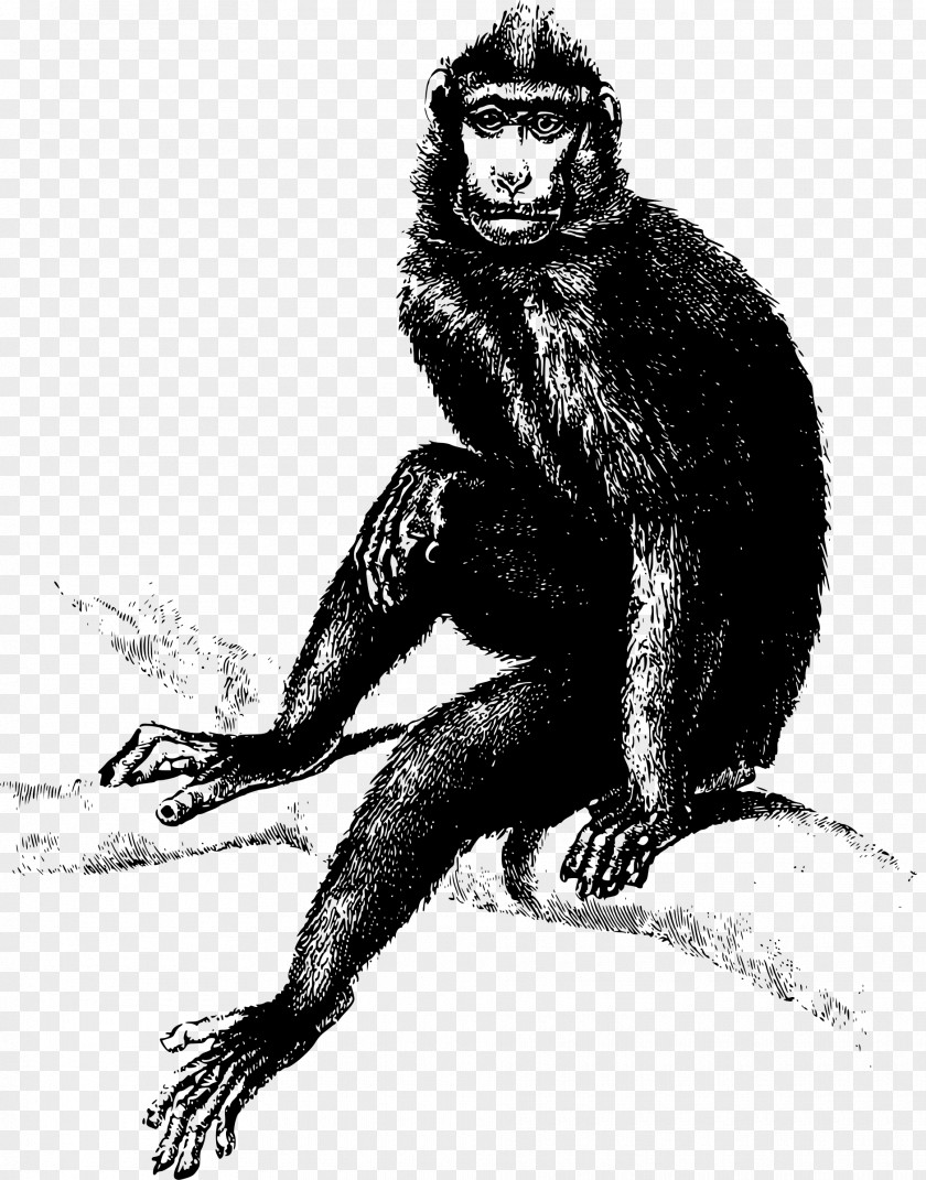Baboon Monkey Gorilla Clip Art PNG