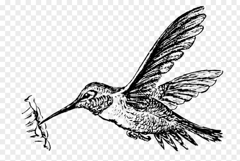 Bird Hummingbird Clip Art Drawing Image PNG