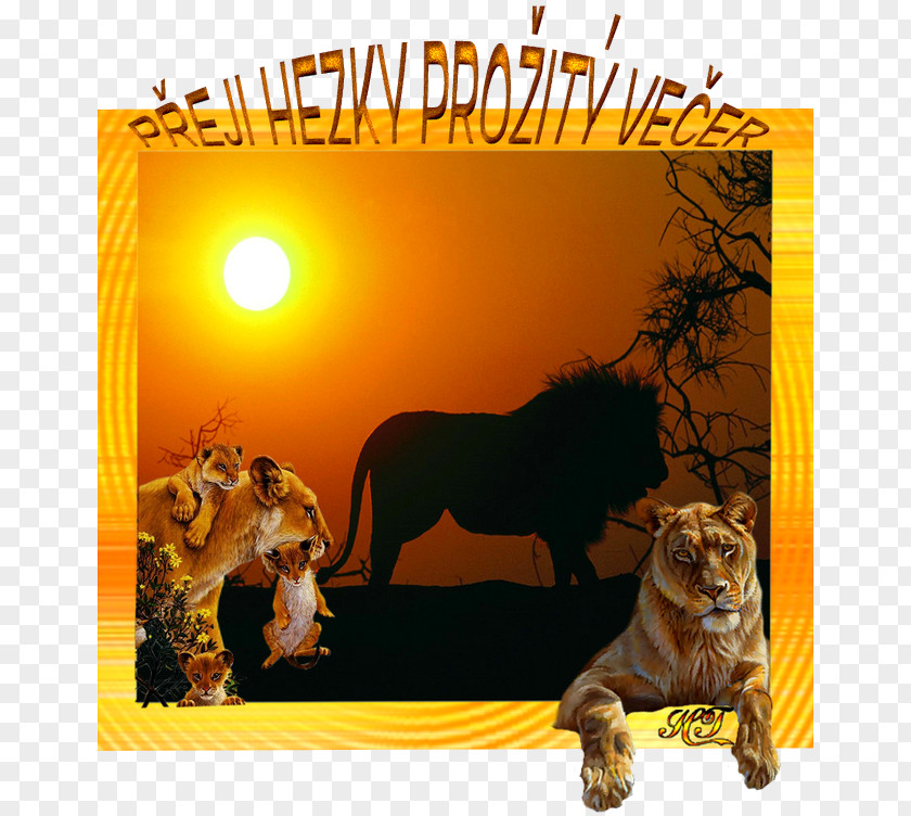 Country Western Lion Big Cat Wildlife Fauna PNG