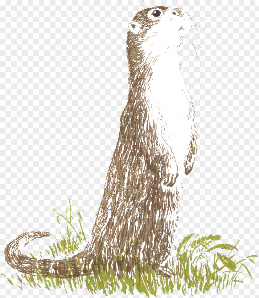 Drawing Sea Otter Cartoon PNG