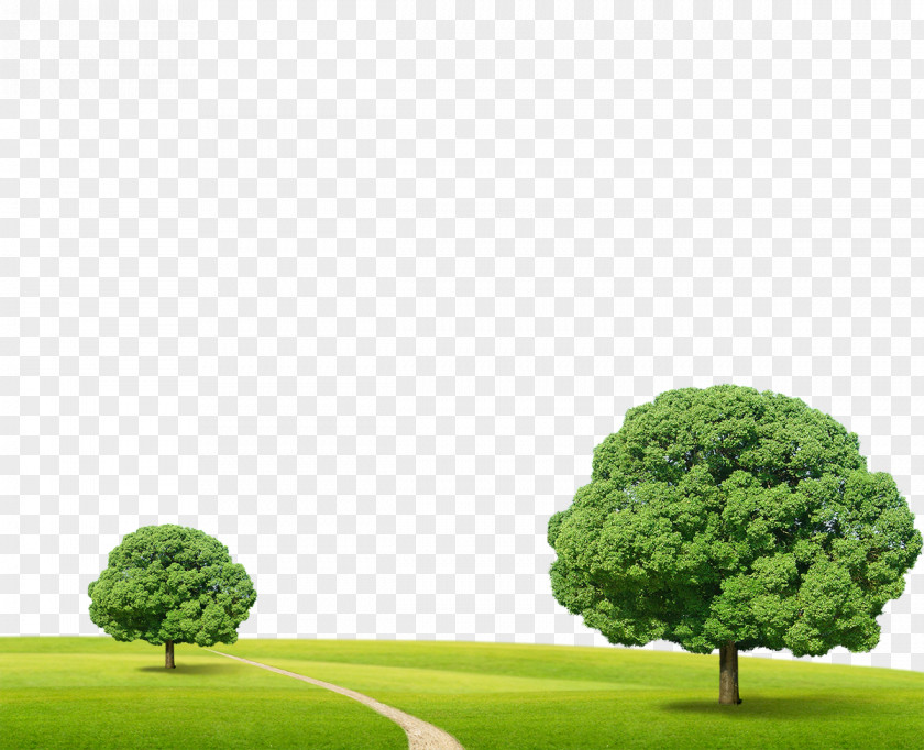 Green Grass Trees Tree Clip Art PNG