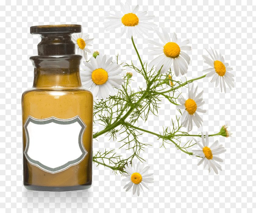 Oil Roman Chamomile Essential Aromatherapy Cajeput PNG