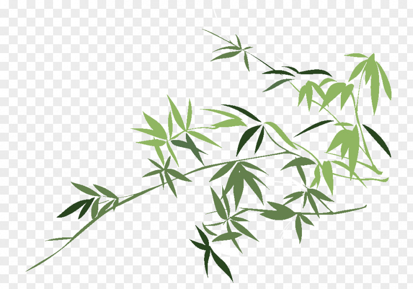Bamboo Leaf Chusquea Culeou Drawing Plant PNG