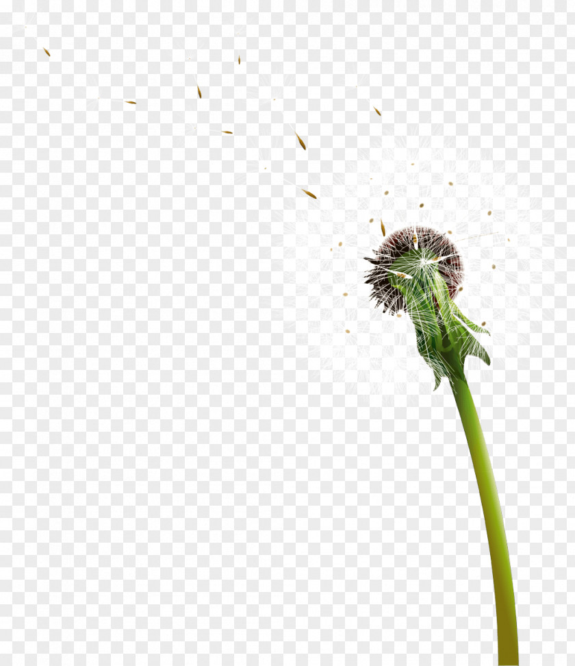 Dandelion Blowing PNG Blowing, white dandelion illustrations clipart PNG