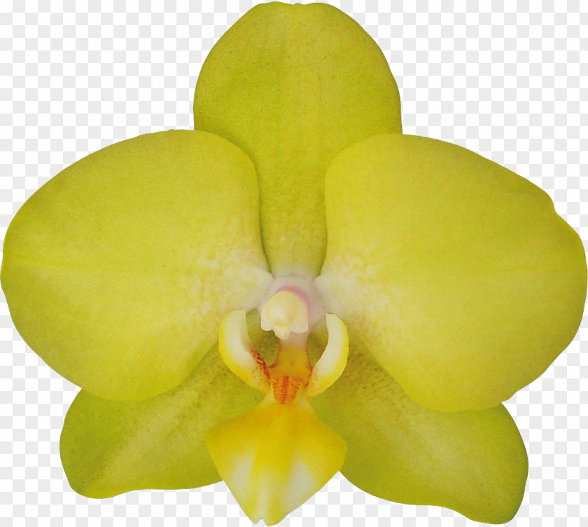 Flower Moth Orchids Cattleya Yellow PNG