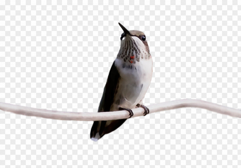 Hummingbird PNG