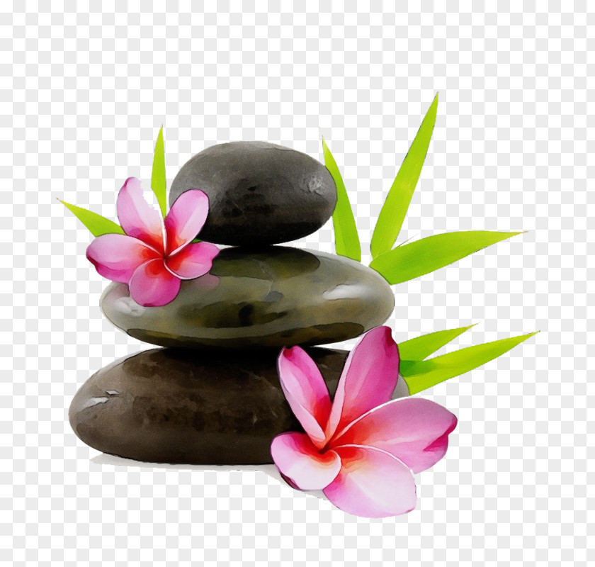 Ikebana Anthurium Frangipani Petal Flower Pebble Plant PNG