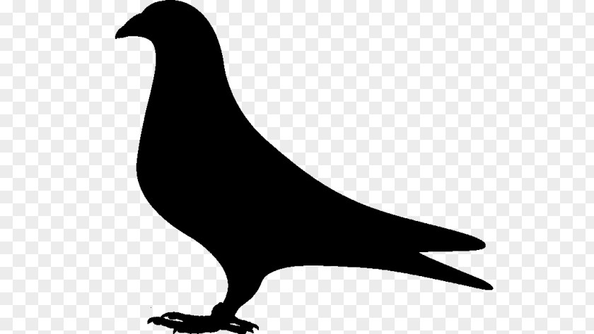 Pigeons And Doves Clip Art Fauna Silhouette Beak PNG