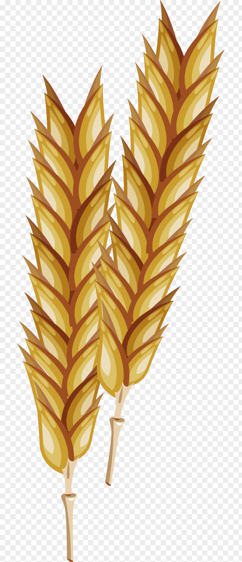 Realistic Vector Wheat Euclidean Adobe Illustrator PNG