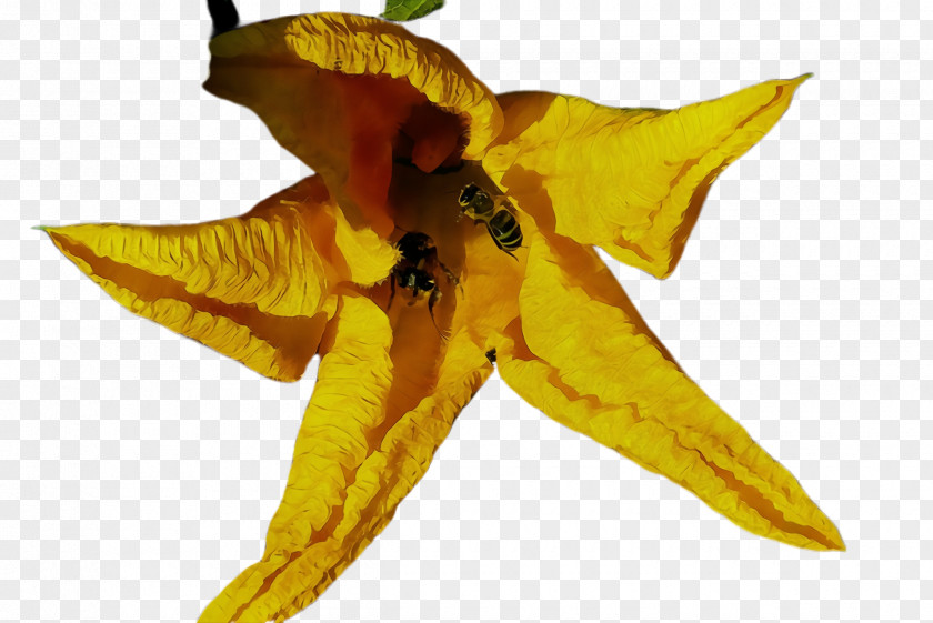 Flower Plant Yellow Leaf PNG