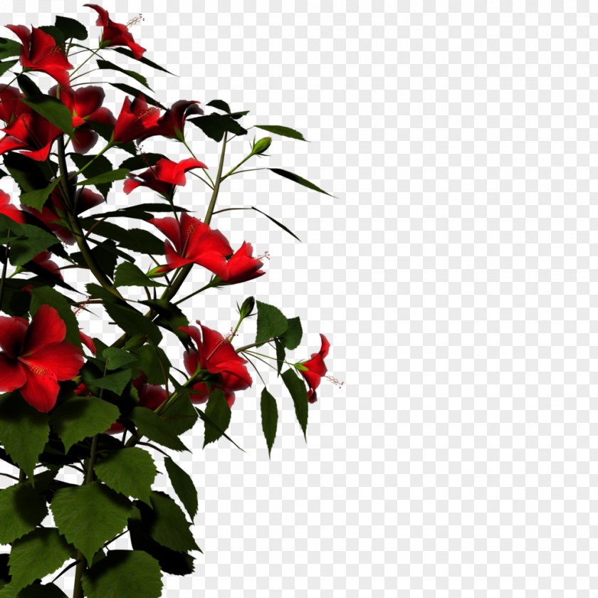 Nature HD Flower Clip Art PNG