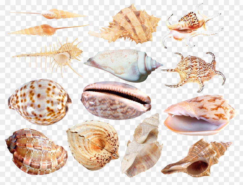 Seashell Cockle Conchology Veneroida Sea Snail PNG