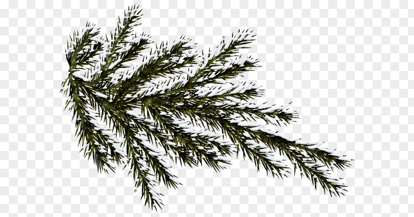 Tree Spruce Image Pine PNG
