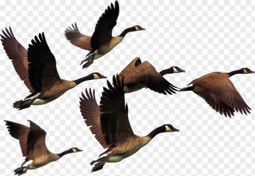 Animal Migration Cliparts Canada Goose Bird Clip Art PNG