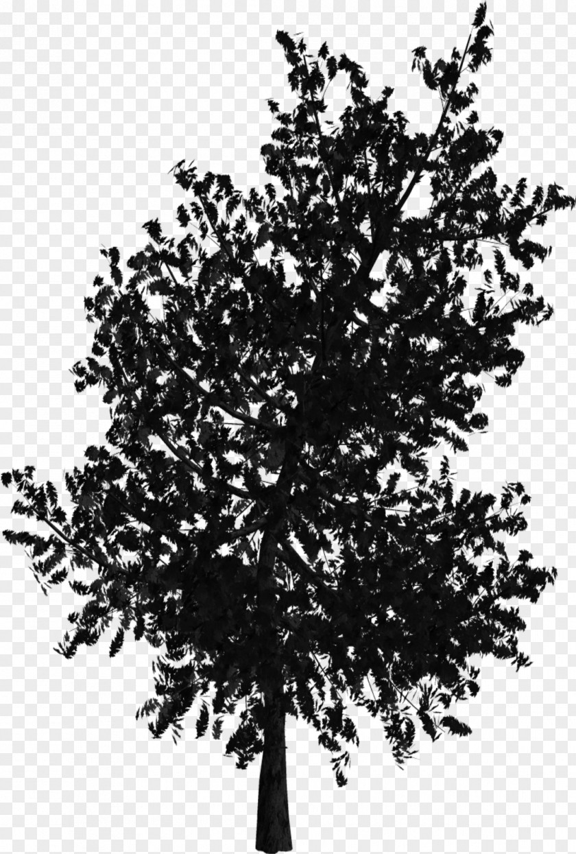 Brushes Tree Woody Plant Branch Oak PNG
