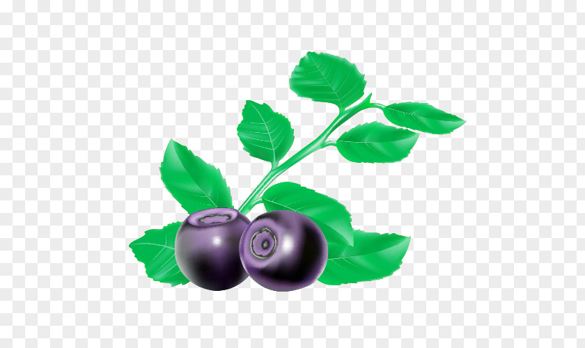 Cartoon Blueberries Blueberry Bilberry Blackcurrant PNG