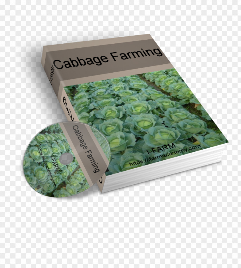 Cabbage Nursery Farm Agriculture Transplanting Management PNG
