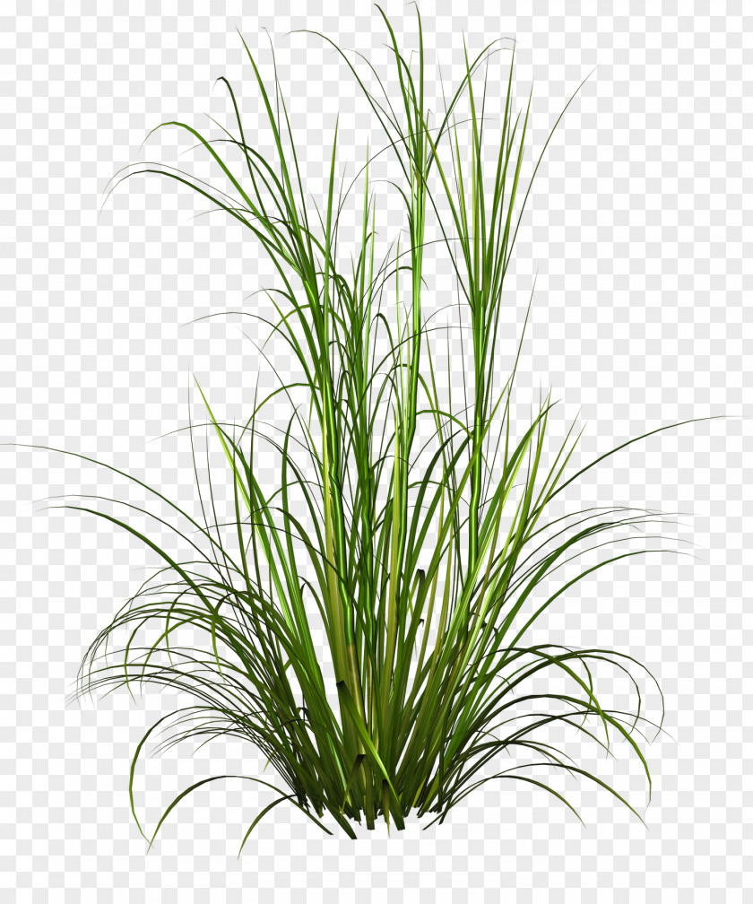 Underbrush Purple Fountain Grass Pennisetum Alopecuroides Plant PNG