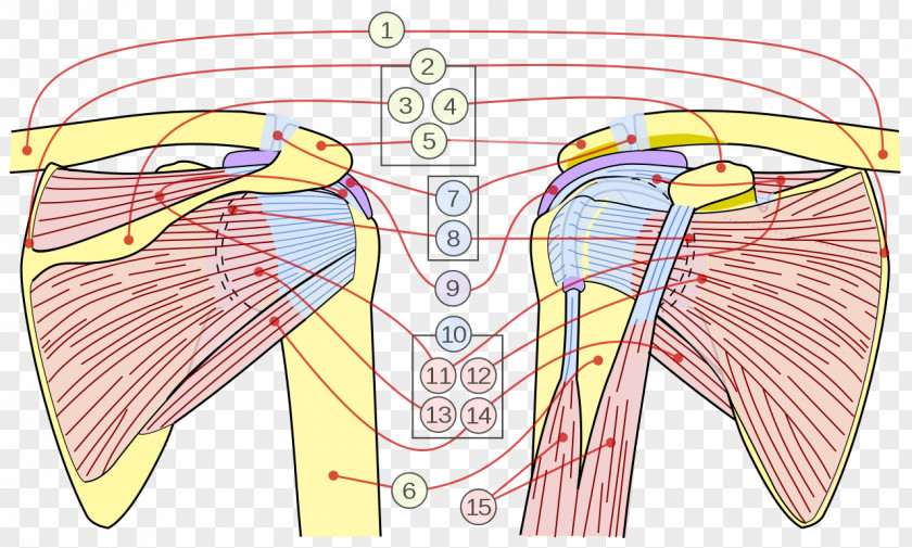 Arm Shoulder Joint Rotator Cuff Scapula PNG