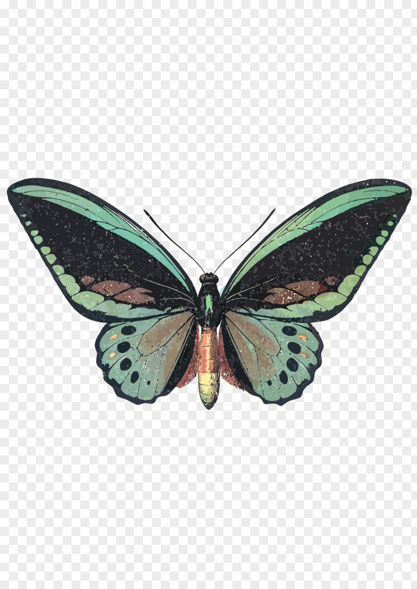 Butterfly Ornithoptera Priamus Birdwing Insect Morpho Peleides PNG