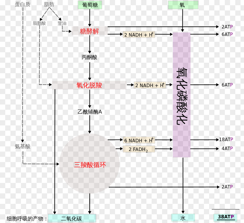 Cellular Respiration Creative Work Wikipedia PNG