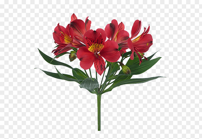 Flower Lily Of The Incas Cut Flowers Floral Design Bouquet PNG