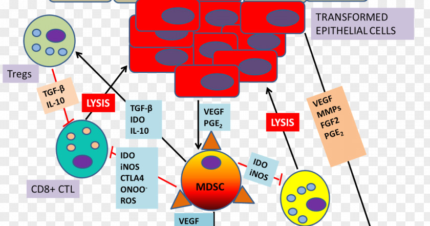Myeloid-derived Suppressor Cell Cancer Indoleamine 2,3-dioxygenase Tumor Progression PNG
