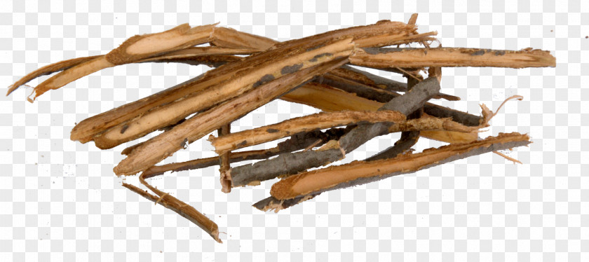 Wood Baruch College Twig /m/083vt Rinde 11 PNG